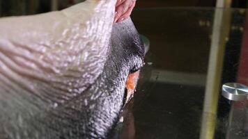 the process of salting red fish salmon peel fish from the husk cover it with Salt and leave it for salting for a while delicious Healthy food natural product seafood female hands close-up clean fish video