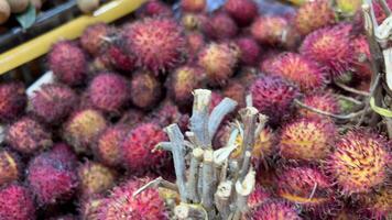 ramboetan nephelium lappaceum met natuurlijk achtergrond. ramboetan is de exotisch fruit van Indonesië. sappig en zoet. een van de goedkoopste fruit van Indonesië. woord rambut betekenis haar- video