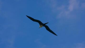 volante fregata uccello nel super lento movimento 4k 120 fps video