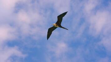 Flying Frigate Bird in Super Slow Motion 4K 120fps video