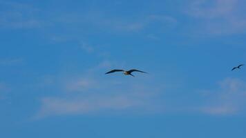 en volant frégate oiseau dans super lent mouvement 4k 120fps video