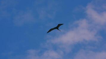 fliegend Fregatte Vogel im Super schleppend Bewegung 4k 120fps video