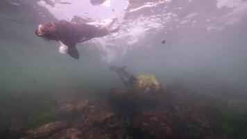 sous-marin faune mer Lion dans super lent mouvement 4k 120fps video