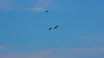 Flying Frigate Bird in Super Slow Motion 4K 120fps video