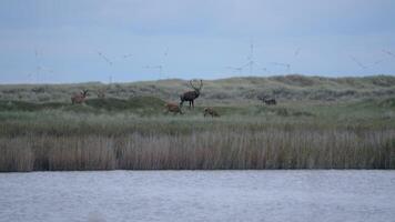 européen faune cerf dans en rut saison video