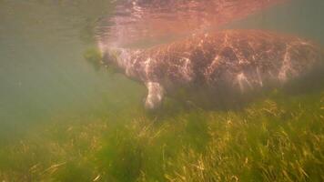 submarino fauna silvestre manatí en súper lento movimiento 4k 120fps video