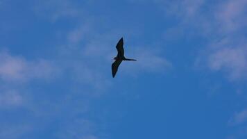 Flying Frigate Bird in Super Slow Motion 4K 120fps video