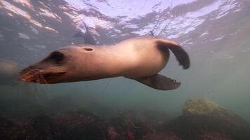 sous-marin faune mer Lion dans super lent mouvement 4k 120fps video