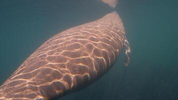 onderzees dieren in het wild lamantijn in super langzaam beweging 4k 120 fps video