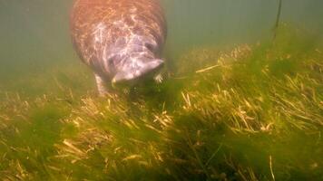 unterseeisch Tierwelt Seekuh im Super schleppend Bewegung 4k 120fps video