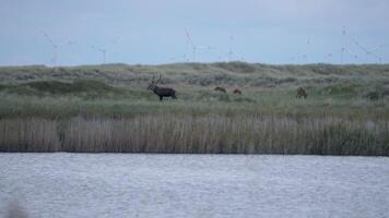 europeo natura cervo nel rutting stagione video