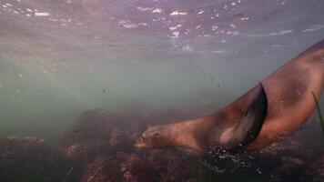 submarino fauna silvestre mar león en súper lento movimiento 4k 120fps video