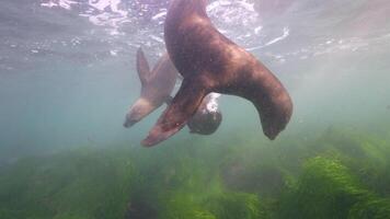 submarino fauna silvestre mar león en súper lento movimiento 4k 120fps video