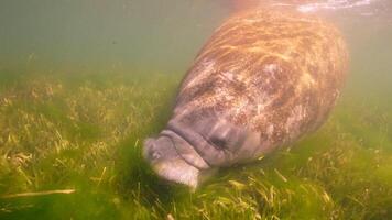 submarino animais selvagens peixe-boi dentro super lento movimento 4k 120fps video