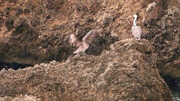 Vogel Tierwelt - - braun Pelikan im Super schleppend Bewegung 4k 120fps video