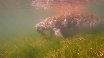 submarino animais selvagens peixe-boi dentro super lento movimento 4k 120fps video