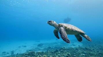 tortue imbriquée mer tortue dans le océan video