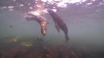 submarino animais selvagens mar leão dentro super lento movimento 4k 120fps video