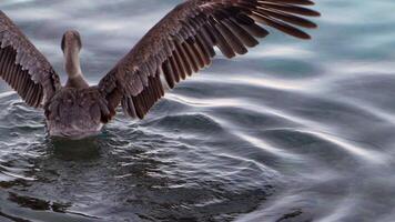 pássaro animais selvagens - Castanho pelicano dentro super lento movimento 4k 120fps video