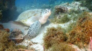 groen zee schildpad in de oceaan video