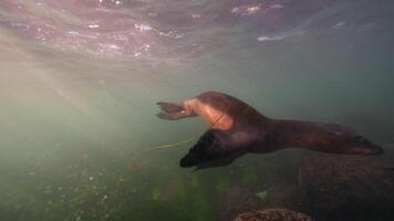 submarino animais selvagens mar leão dentro super lento movimento 4k 120fps video