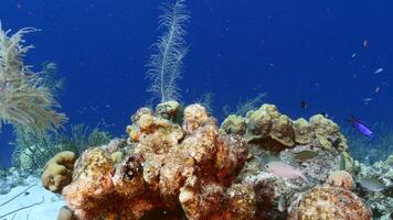 Seelandschaft mit Fisch, Koralle, und Schwamm im das Karibik Meer video