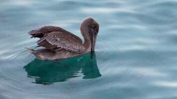 Bird Wildlife - Brown Pelican in Super Slow Motion 4K 120fps video