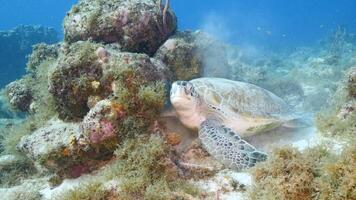 verde mare tartaruga nel il oceano video