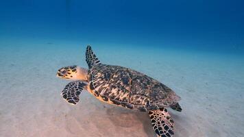 hawksbill mare tartaruga nel il oceano video