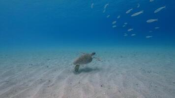 groen zee schildpad in de oceaan video