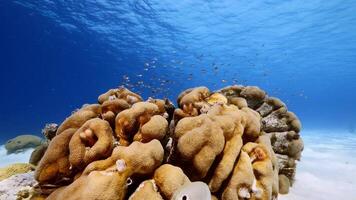 zeegezicht met vis, koraal, en spons in de caraïben zee video
