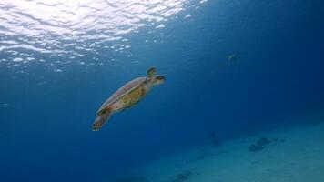 Grün Meer Schildkröte im das Ozean video