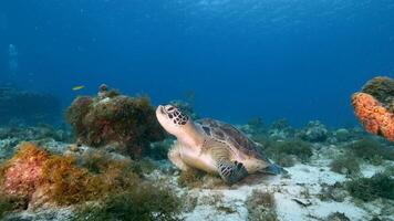 groen zee schildpad in de oceaan video