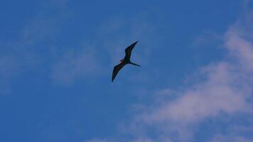 Flying Frigate Bird in Super Slow Motion 4K 120fps video