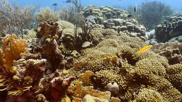 paysage marin avec poisson, corail, et éponge dans le Caraïbes mer video