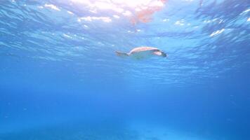 Green Sea Turtle in the Ocean video