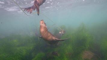 sous-marin faune mer Lion dans super lent mouvement 4k 120fps video