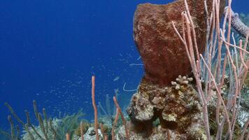 marinha com peixe, coral, e esponja dentro a caribe mar video