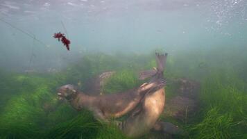 submarino fauna silvestre mar león en súper lento movimiento 4k 120fps video