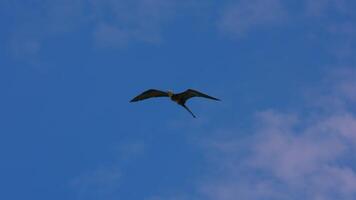 Flying Frigate Bird in Super Slow Motion 4K 120fps video