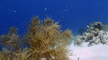 Seascape with fish, coral, and sponge in the Caribbean Sea video