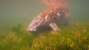 submarino animais selvagens peixe-boi dentro super lento movimento 4k 120fps video