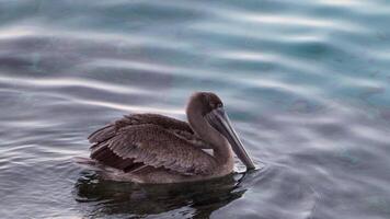 Bird Wildlife - Brown Pelican in Super Slow Motion 4K 120fps video