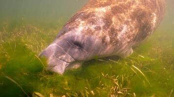 unterseeisch Tierwelt Seekuh im Super schleppend Bewegung 4k 120fps video