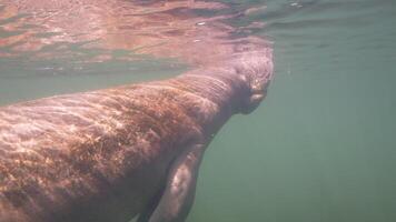 submarino animais selvagens peixe-boi dentro super lento movimento 4k 120fps video