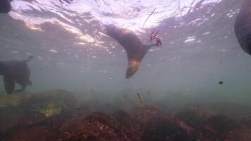 sous-marin faune mer Lion dans super lent mouvement 4k 120fps video