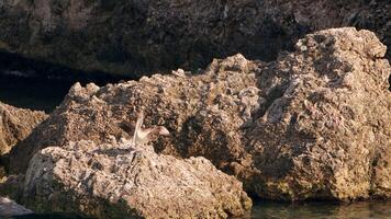 uccello natura - Marrone pellicano nel super lento movimento 4k 120 fps video