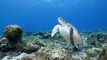 verde mare tartaruga nel il oceano video