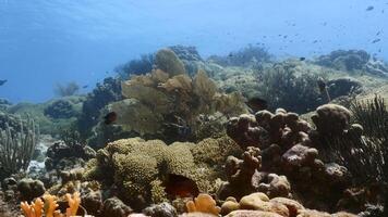 Seascape with fish, coral, and sponge in the Caribbean Sea video