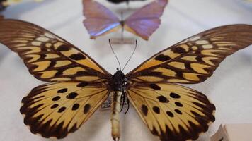 schöne Schmetterlingssammlung video